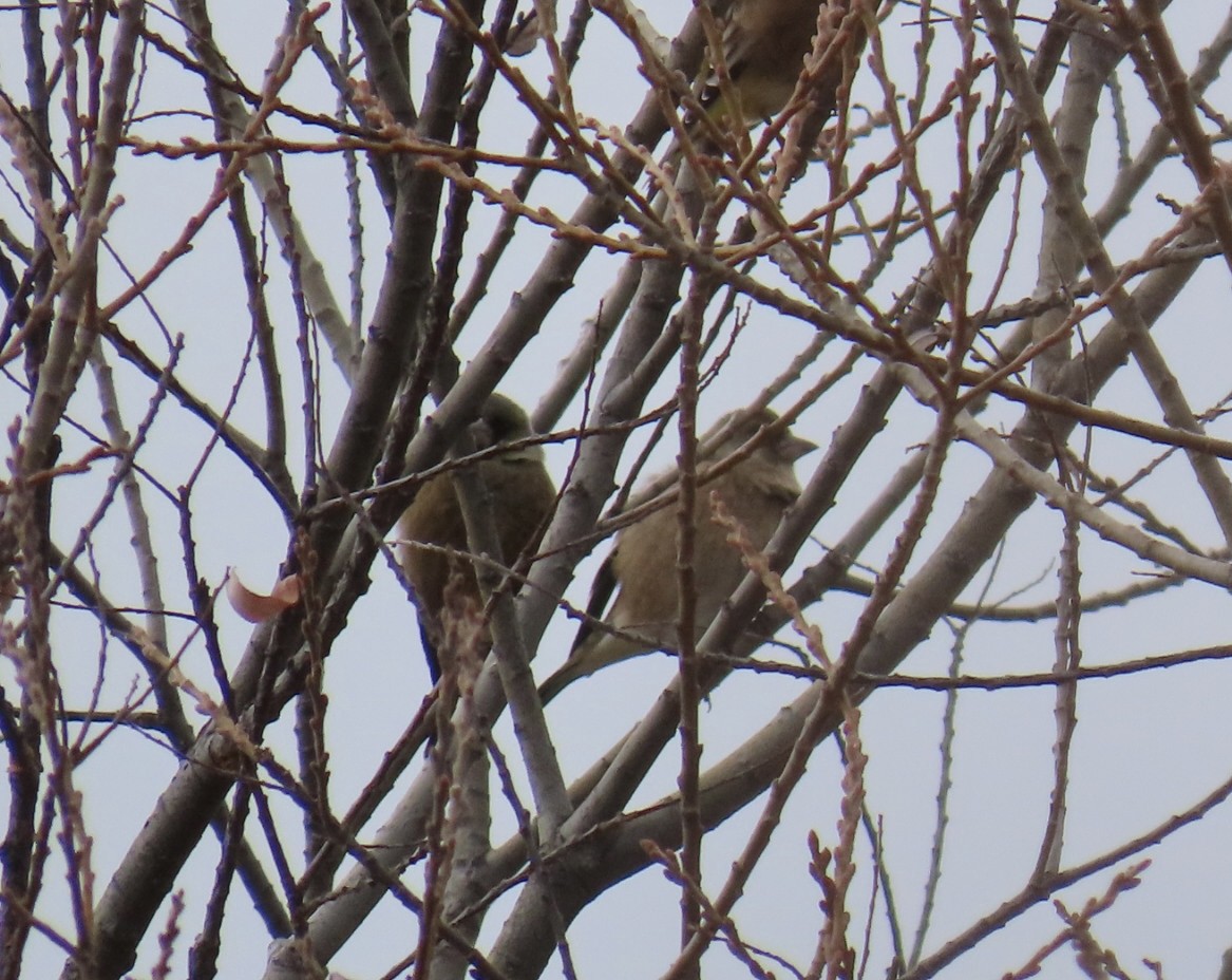 Oriental Greenfinch - ML646630521