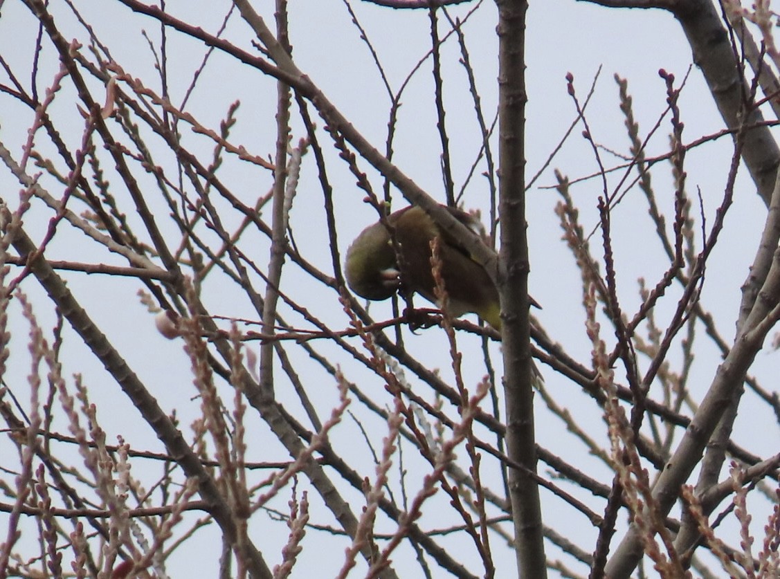 Oriental Greenfinch - ML646630522