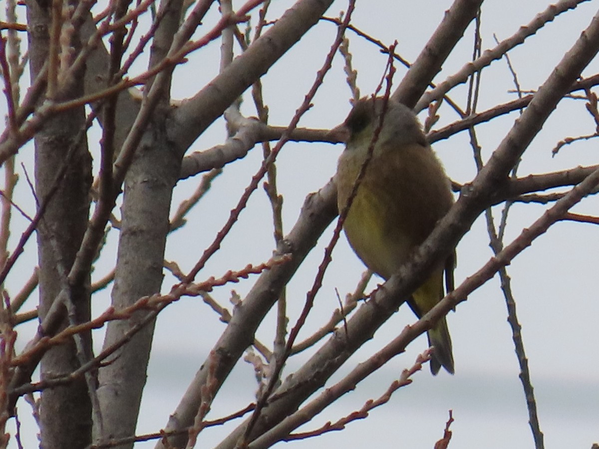 Oriental Greenfinch - ML646630523