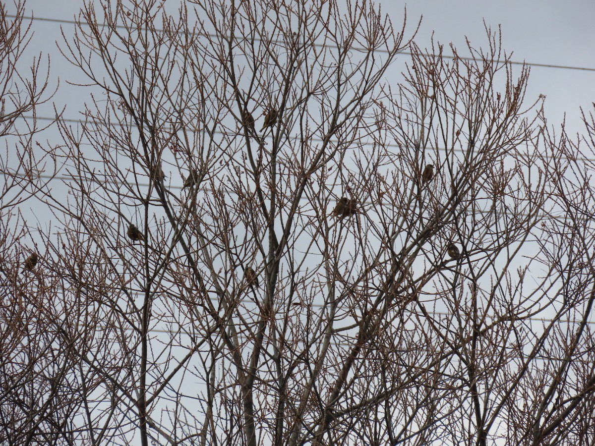 Oriental Greenfinch - ML646630524