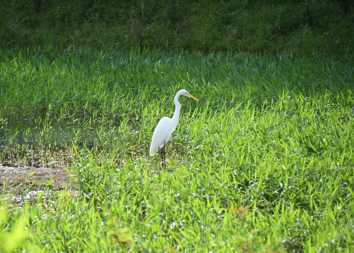 ダイサギ - ML646630528