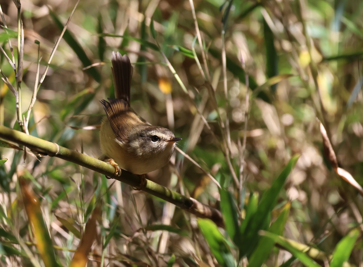 Желтоватая широкохвостка - ML646630529