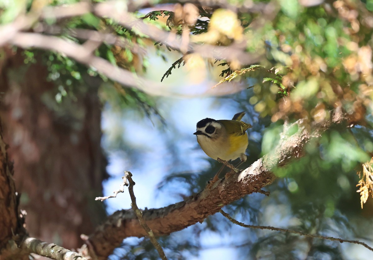 Тайваньский королёк - ML646630532