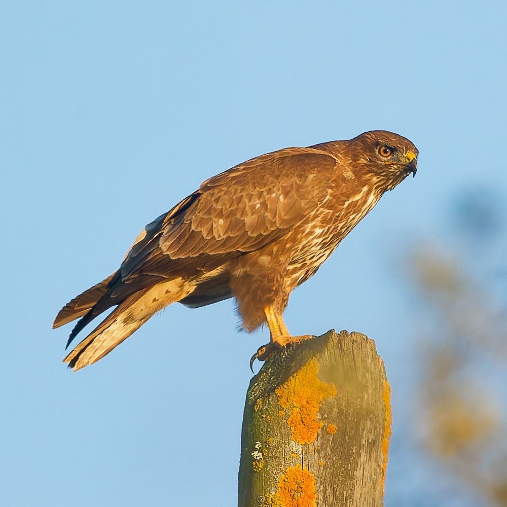 Şahin - ML646630534