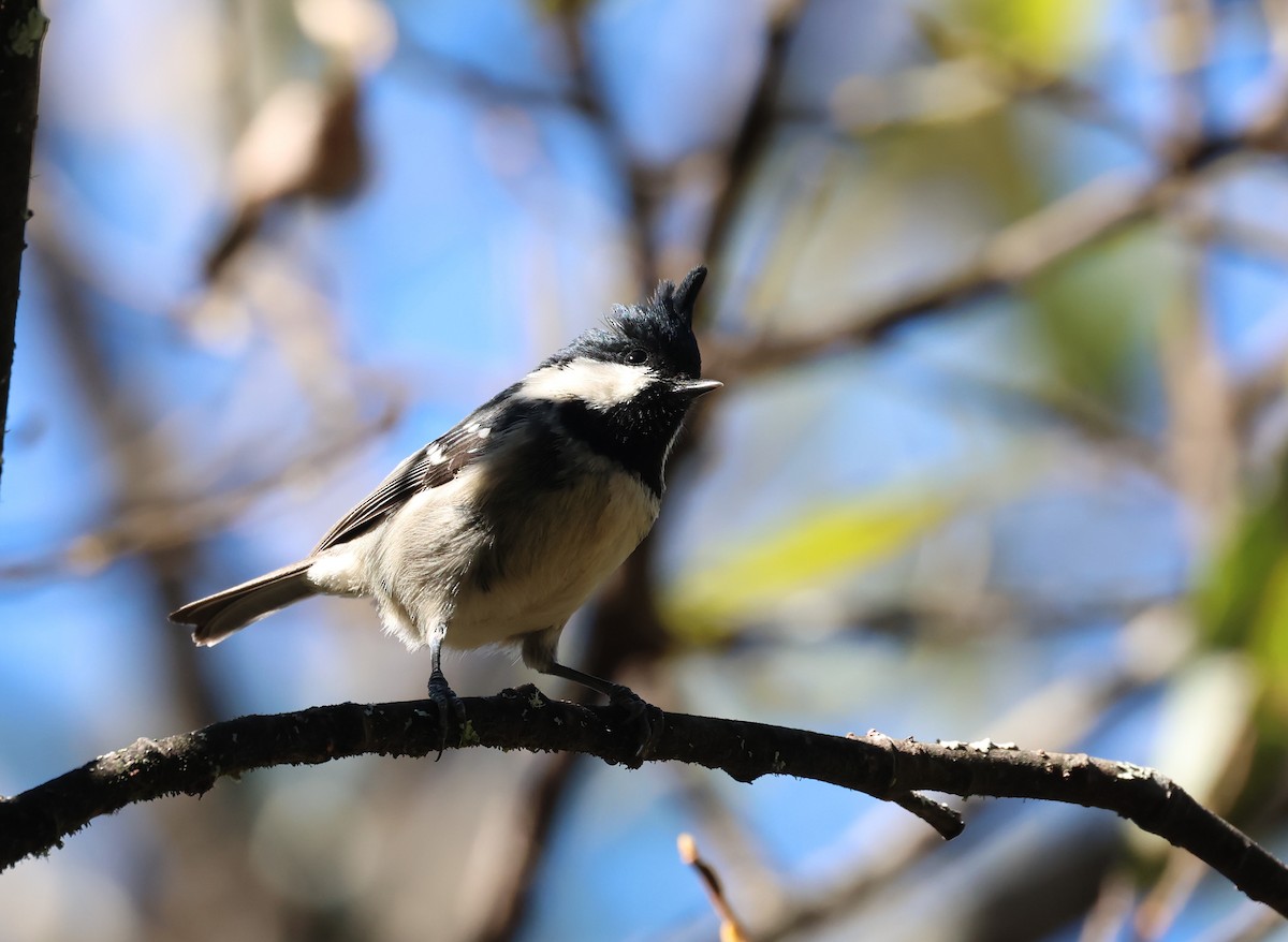 Московка - ML646630542