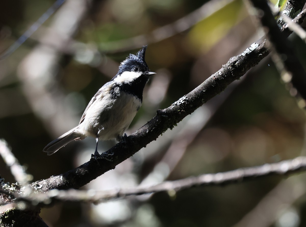 Московка - ML646630543