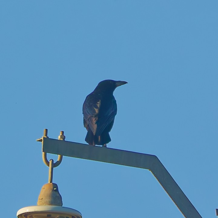 Kuzgun - ML646630544