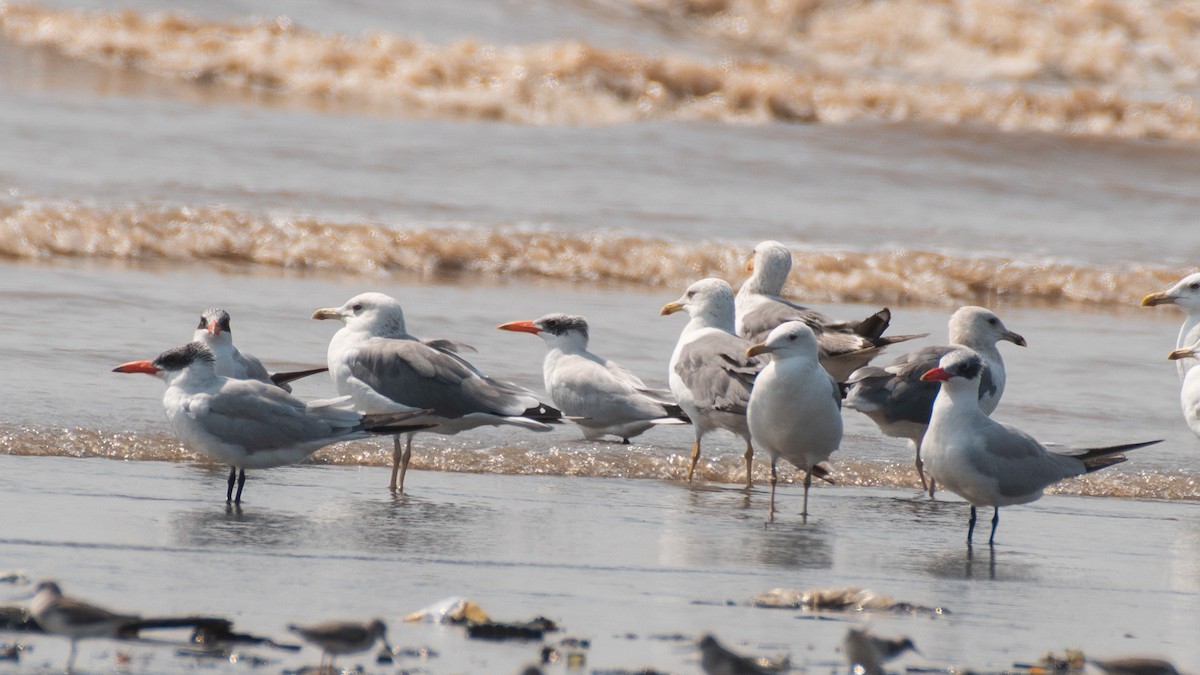 Sterne caspienne - ML646630545