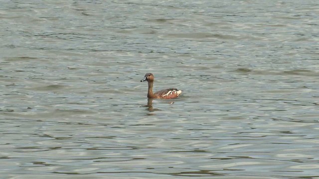 Wandering Whistling-Duck - ML646630546