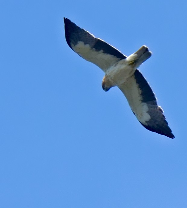Booted Eagle - ML646630548