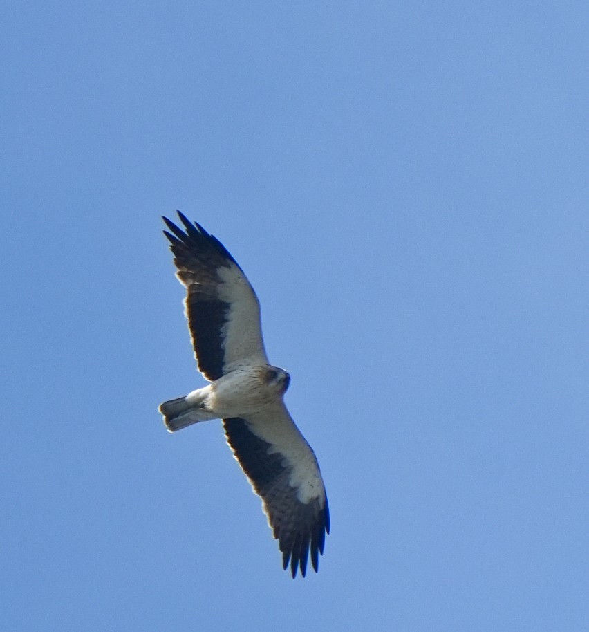 Booted Eagle - ML646630551