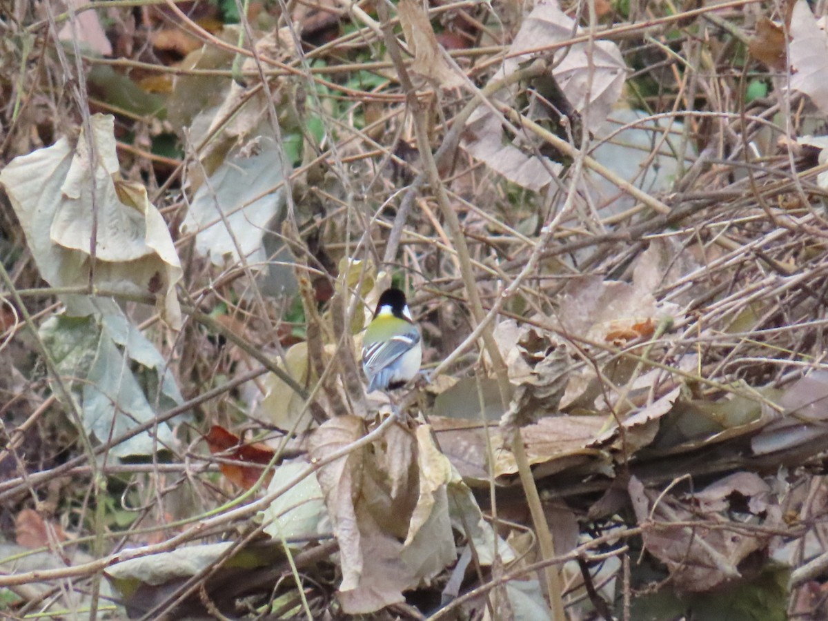 Asian Tit - ML646630553