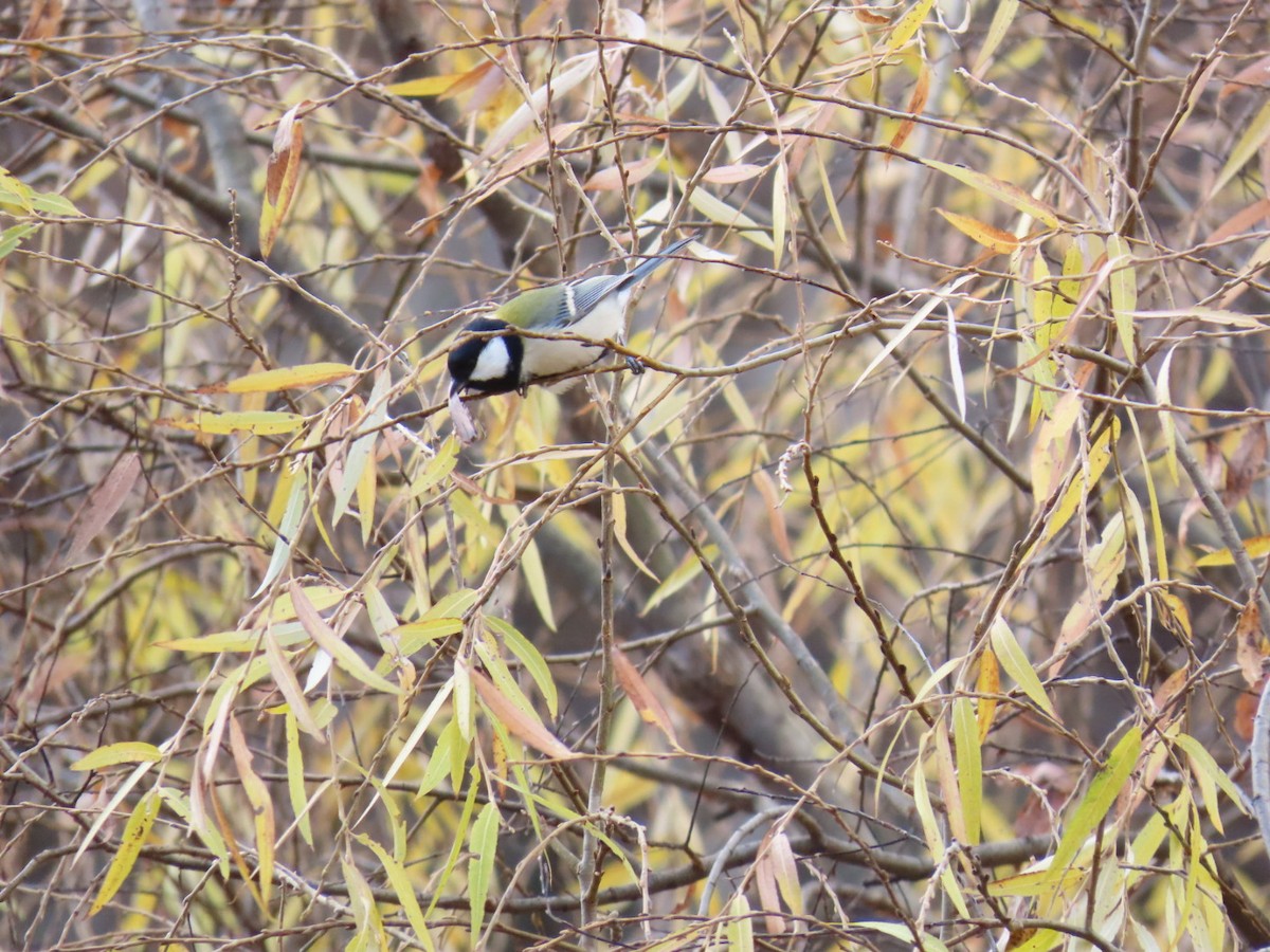 Asian Tit - ML646630554