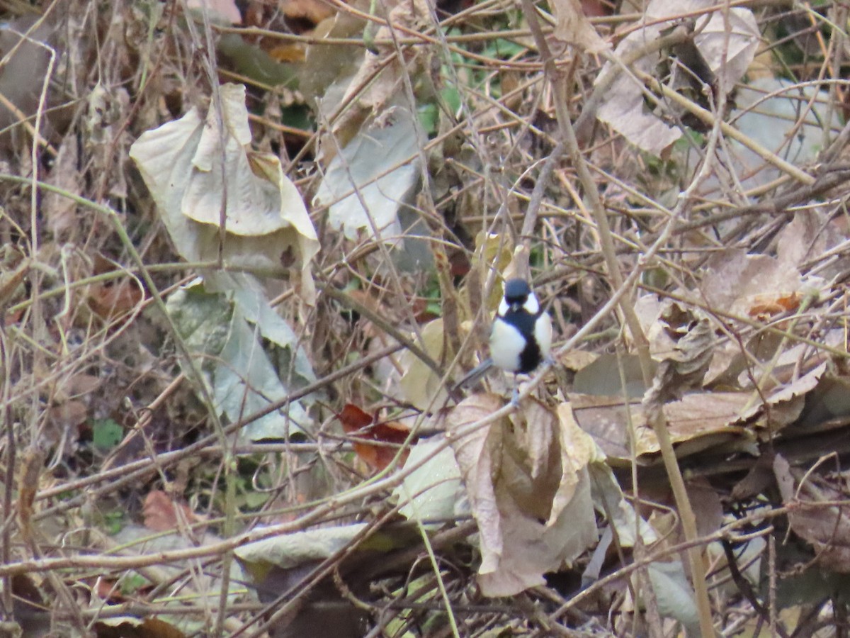Asian Tit - ML646630555