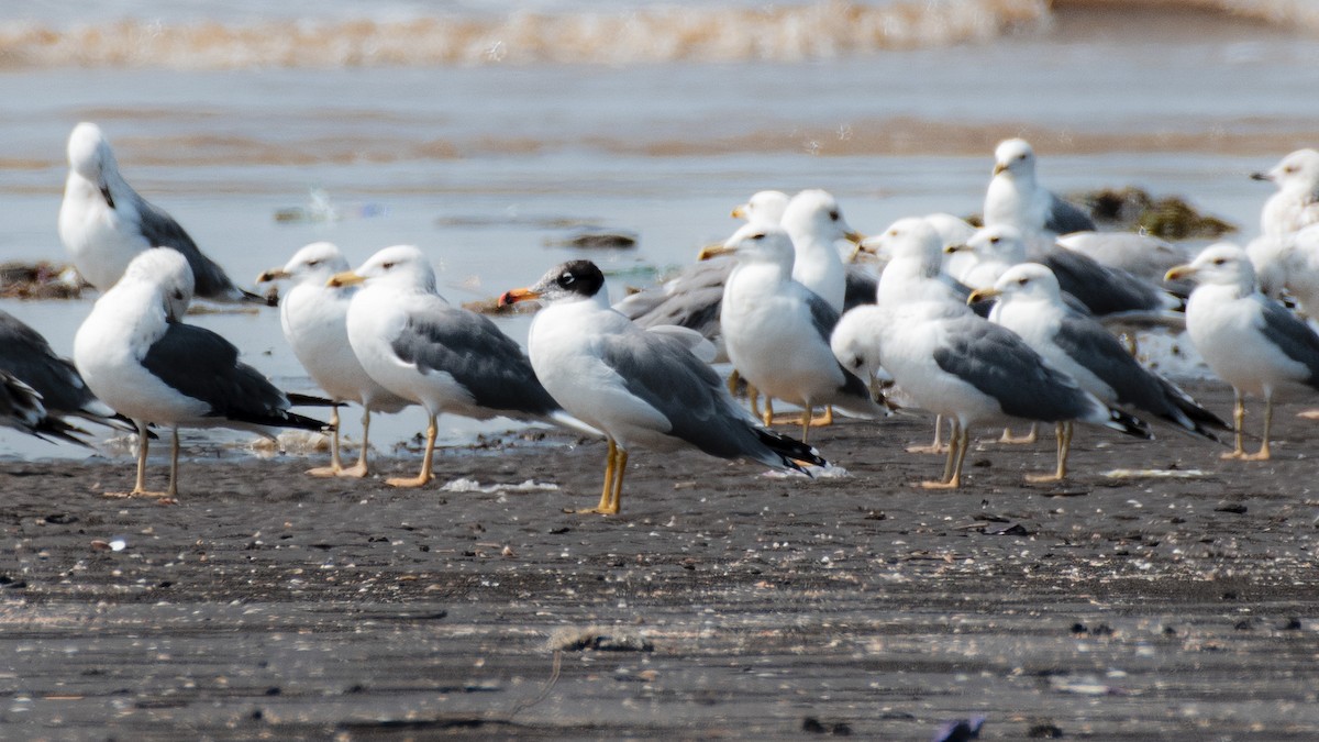 Goéland ichthyaète - ML646630564