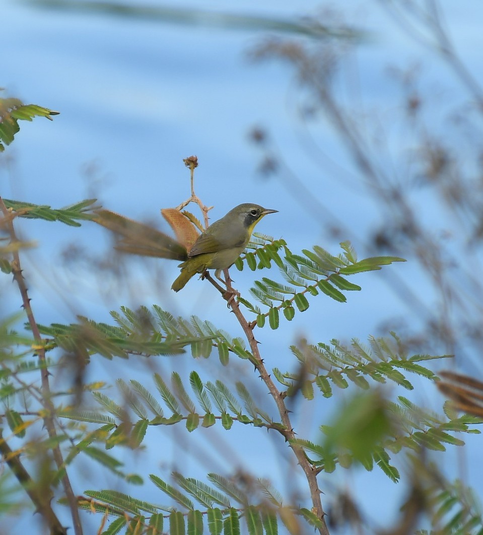 カオグロアメリカムシクイ - ML646630566