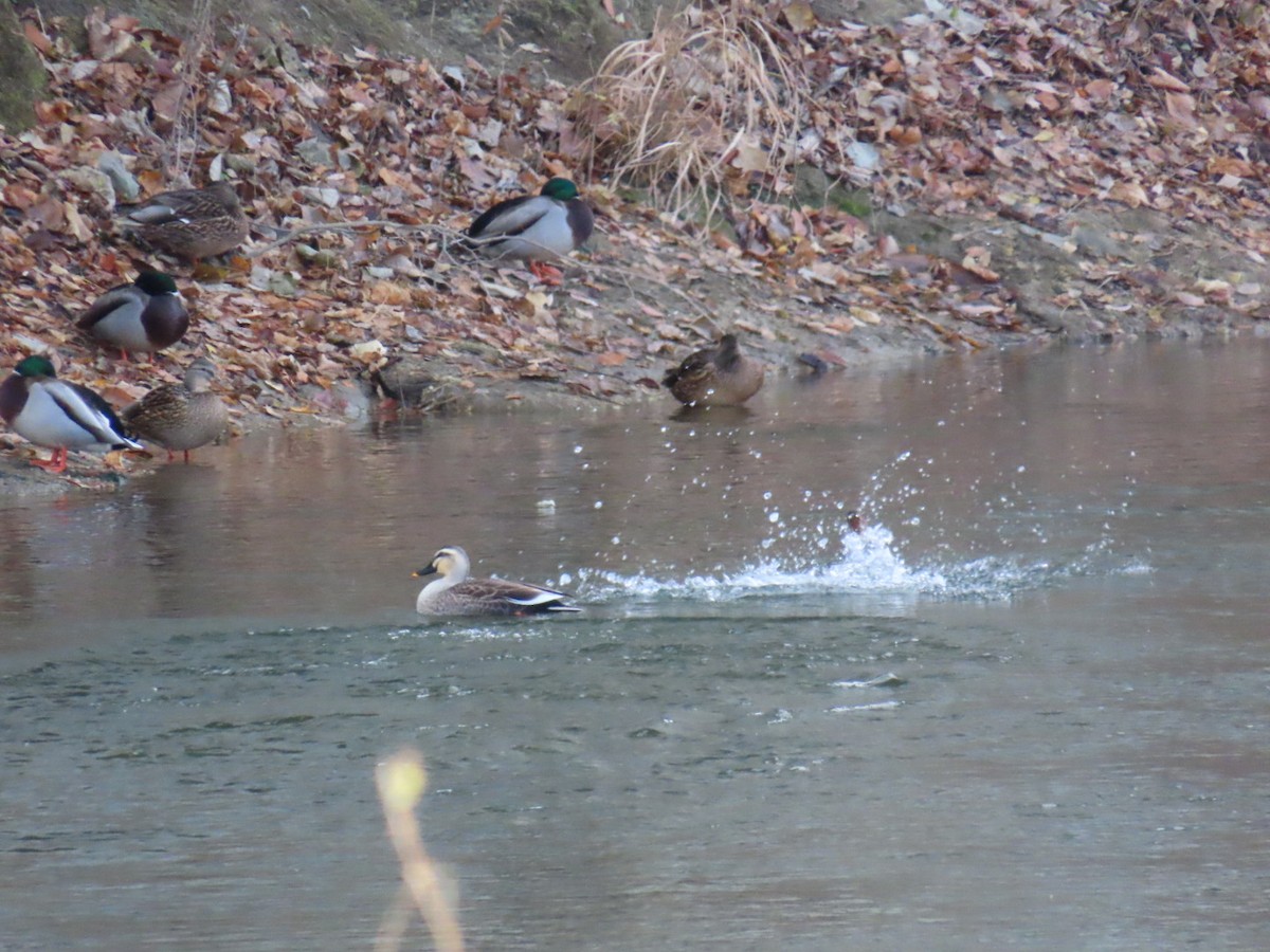 Eastern Spot-billed Duck - ML646630567