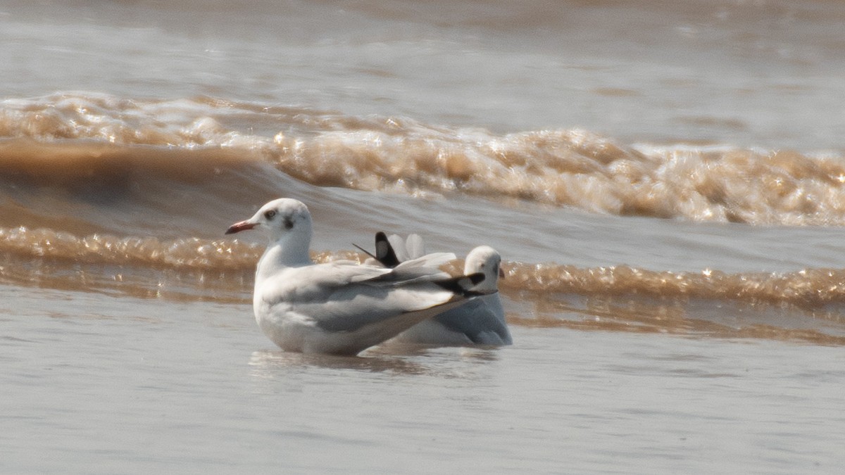 Mouette rieuse - ML646630569