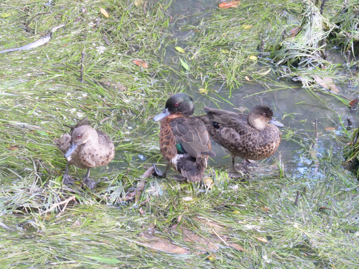 Chestnut Teal - ML646630570