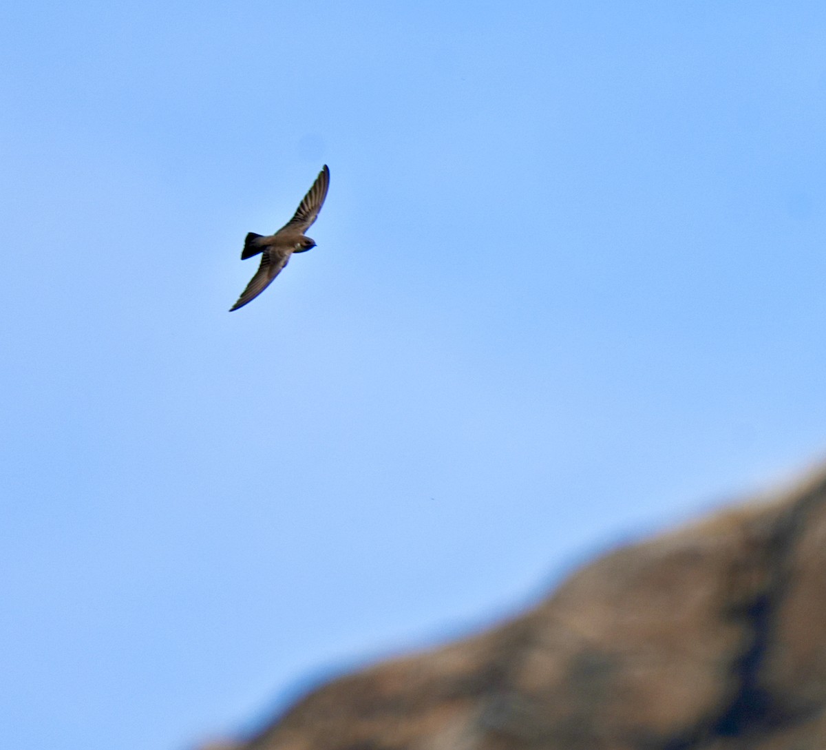 Dusky Crag-Martin - ML646630572