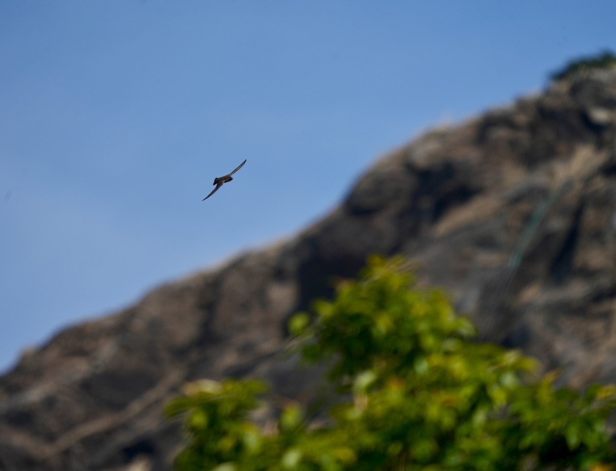 Dusky Crag-Martin - ML646630573