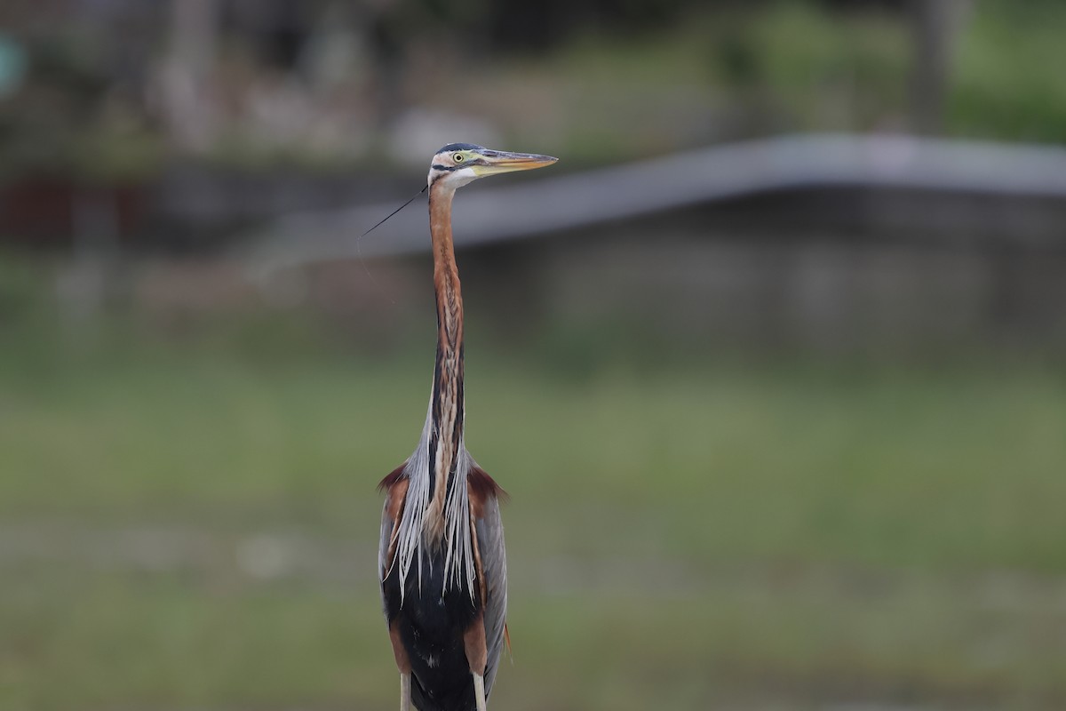Purple Heron - ML646630576