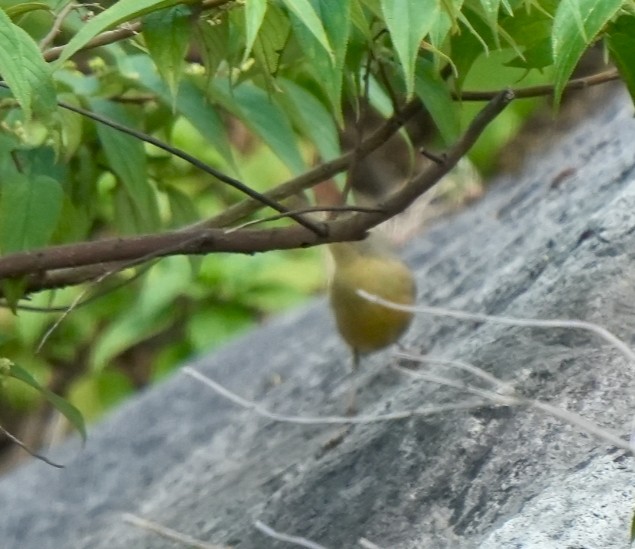 Sulphur-bellied Warbler - ML646630578