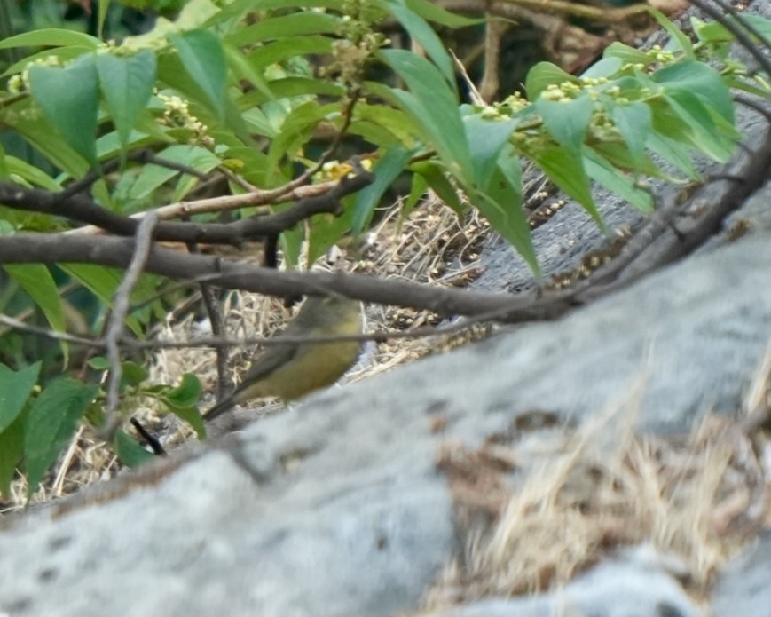 Sulphur-bellied Warbler - ML646630580