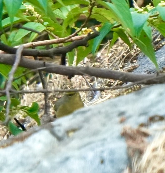 Sulphur-bellied Warbler - ML646630582