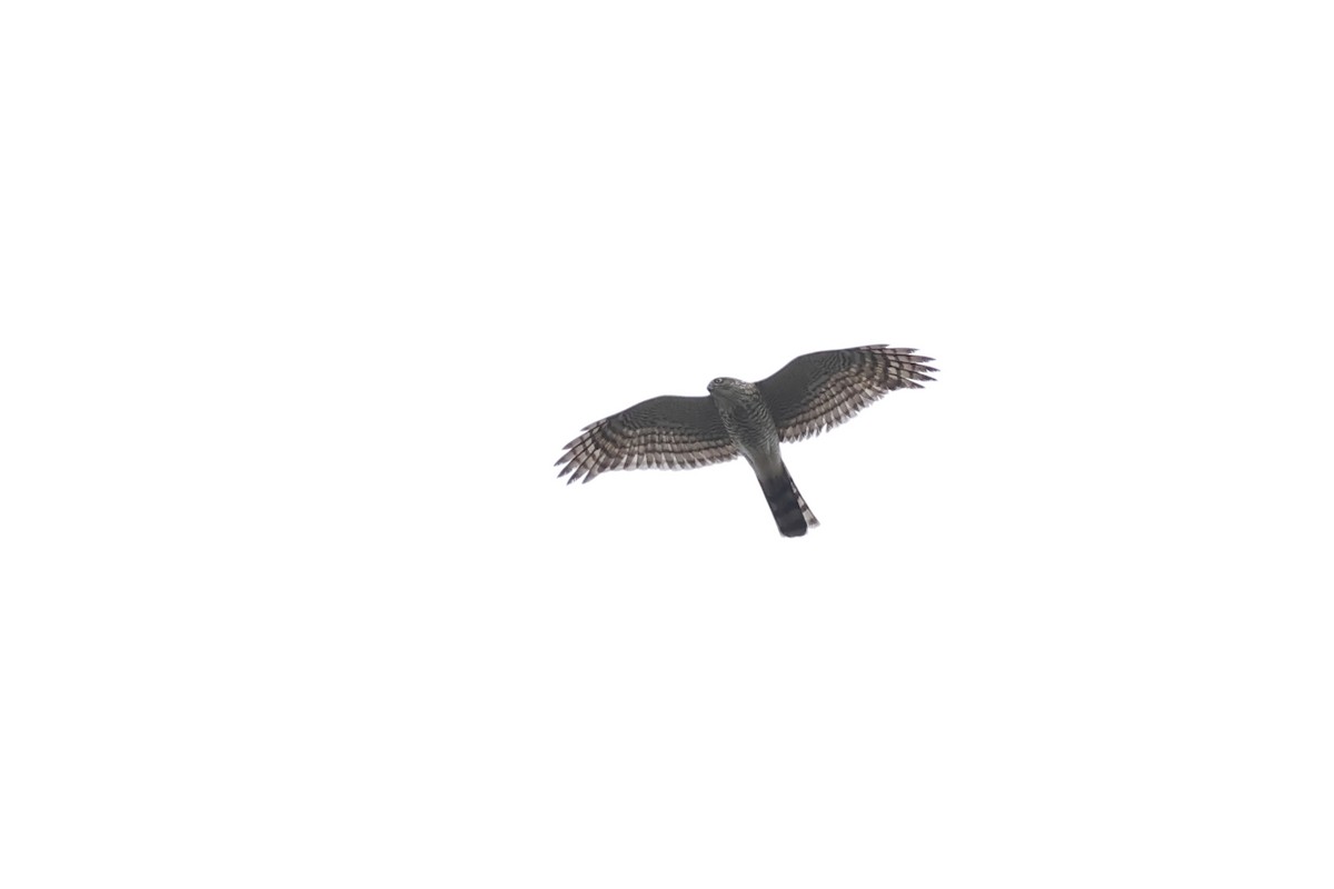 Eurasian Sparrowhawk - ML646630586