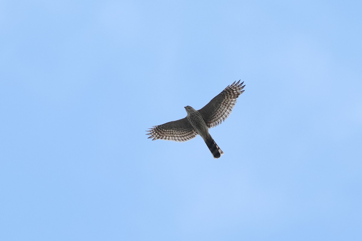 Eurasian Sparrowhawk - ML646630587