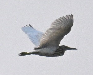 Indian Pond-Heron - ML646630589