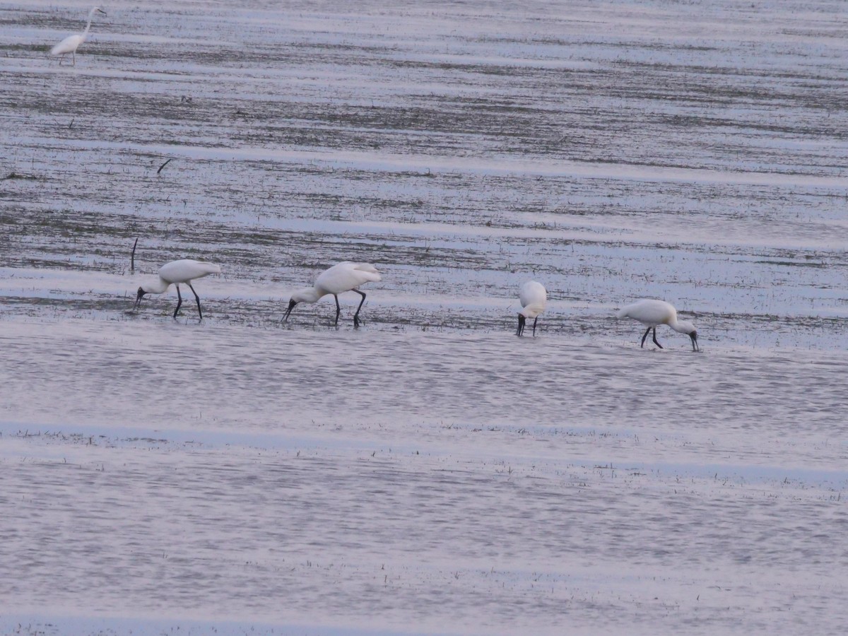 Косар королівський - ML646630591