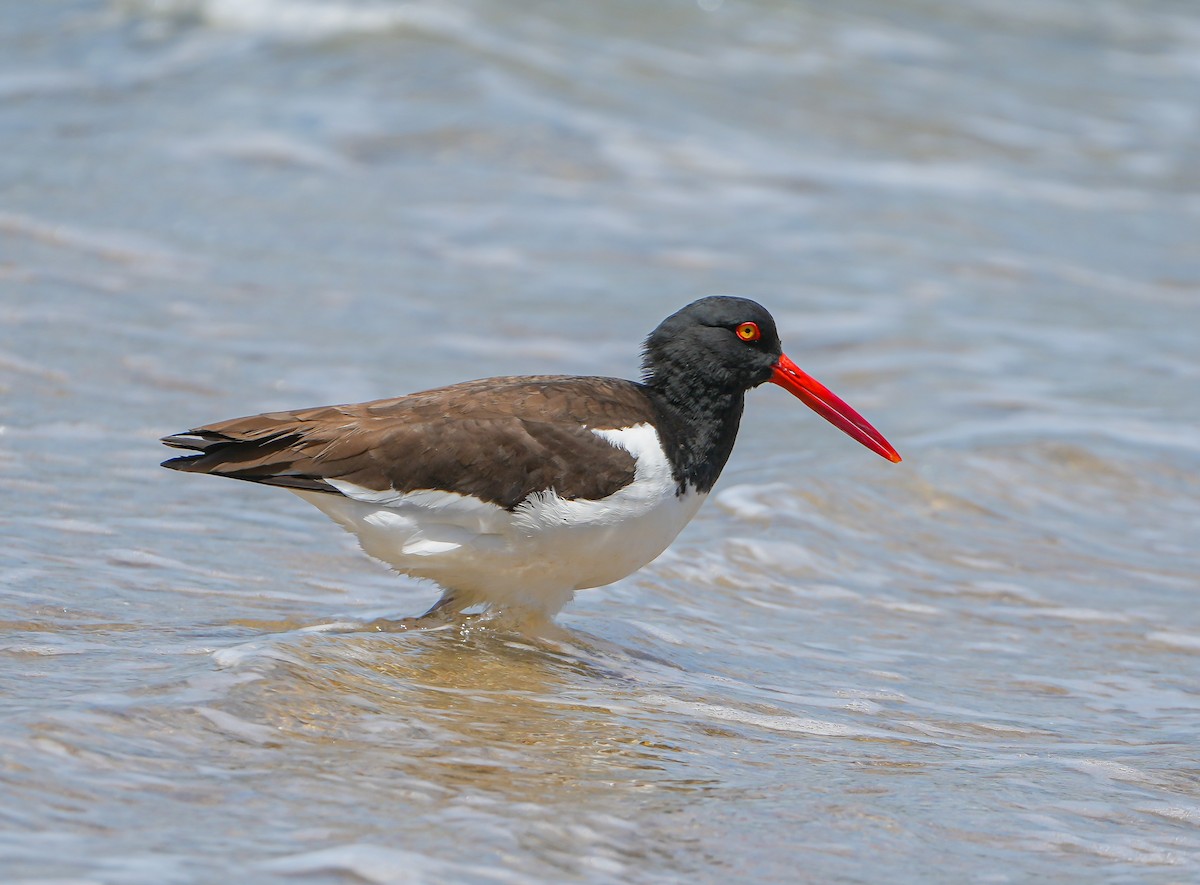 American Oystercatcher - ML646630592