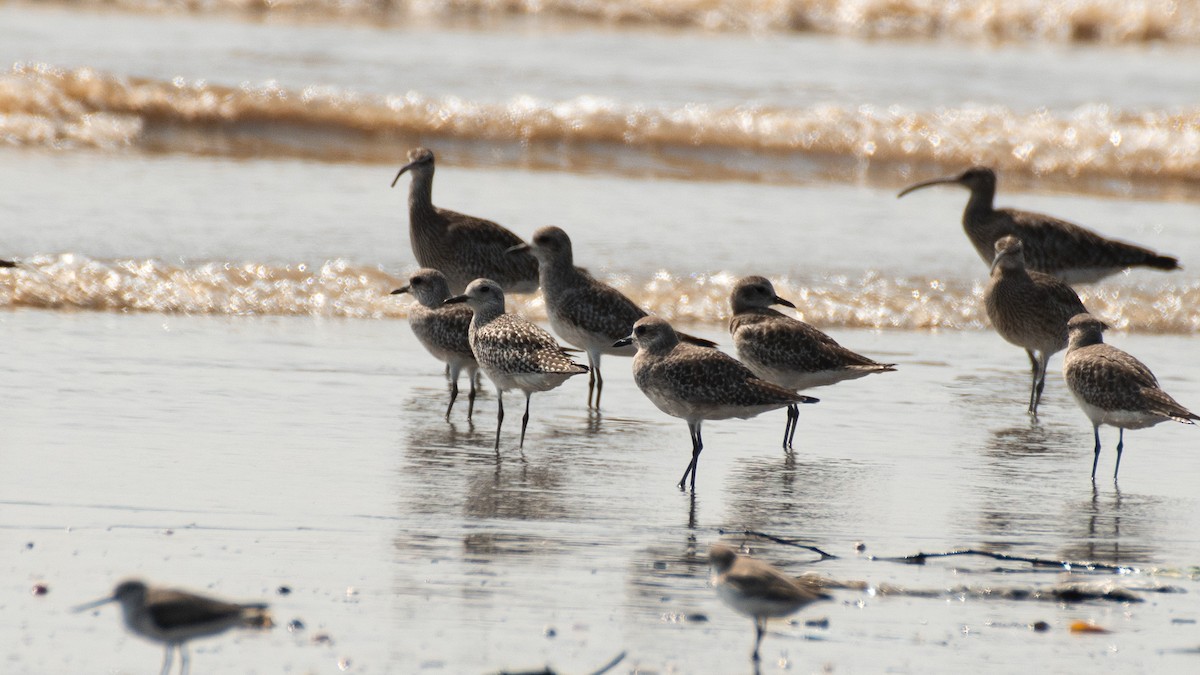 Pluvier argenté - ML646630600