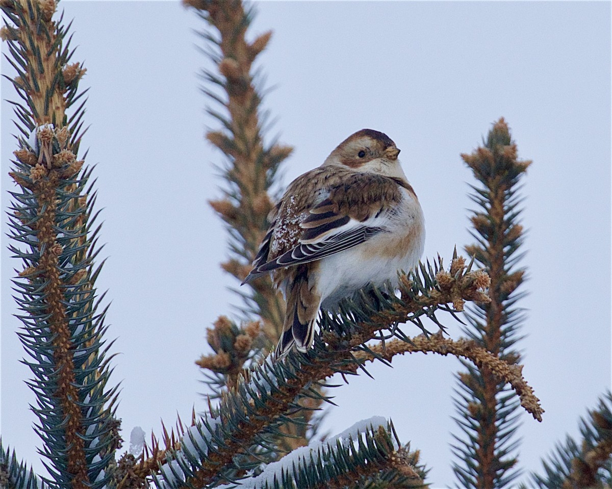 גיבתון שלג - ML646630601
