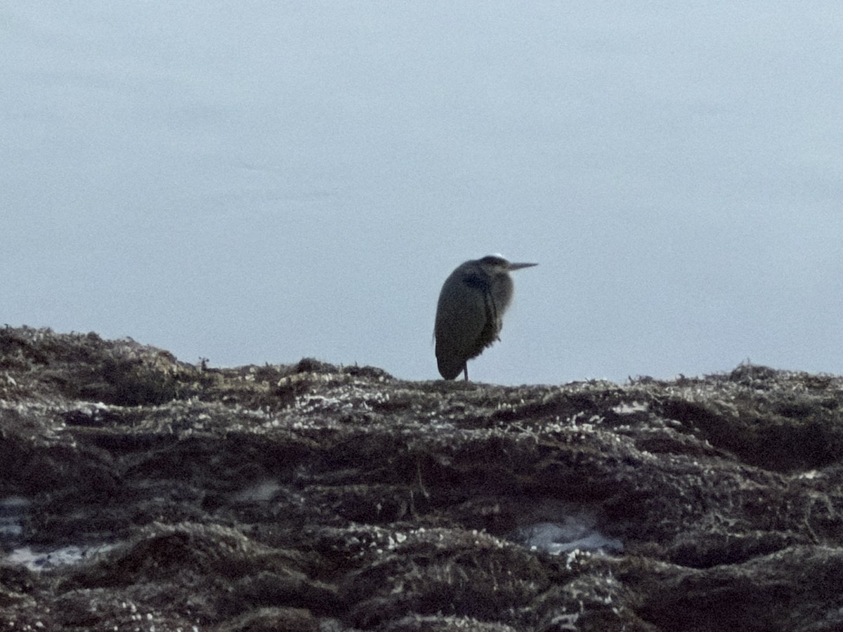 Koartza hauskara amerikarra - ML646630602