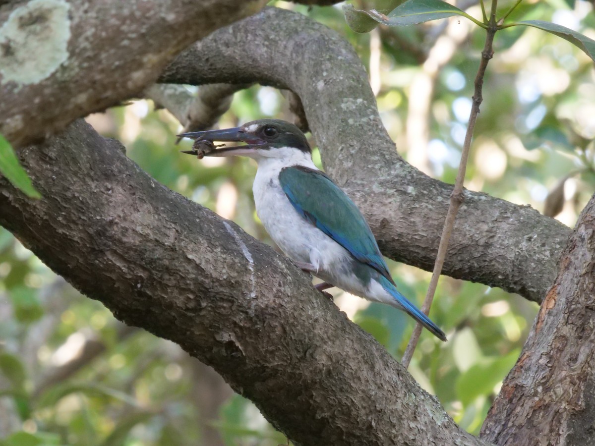 Torresian Kingfisher - ML646630604