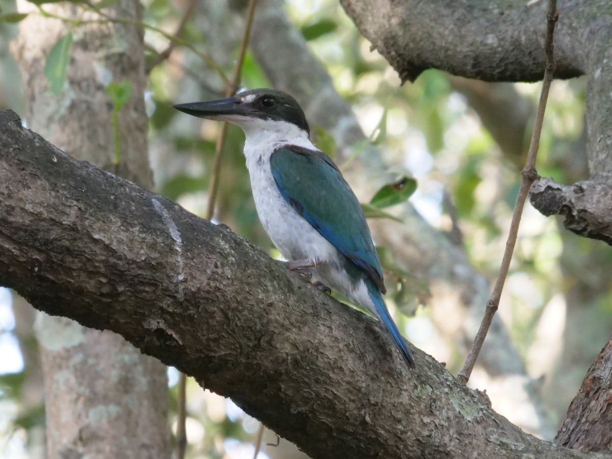 Torresian Kingfisher - ML646630605