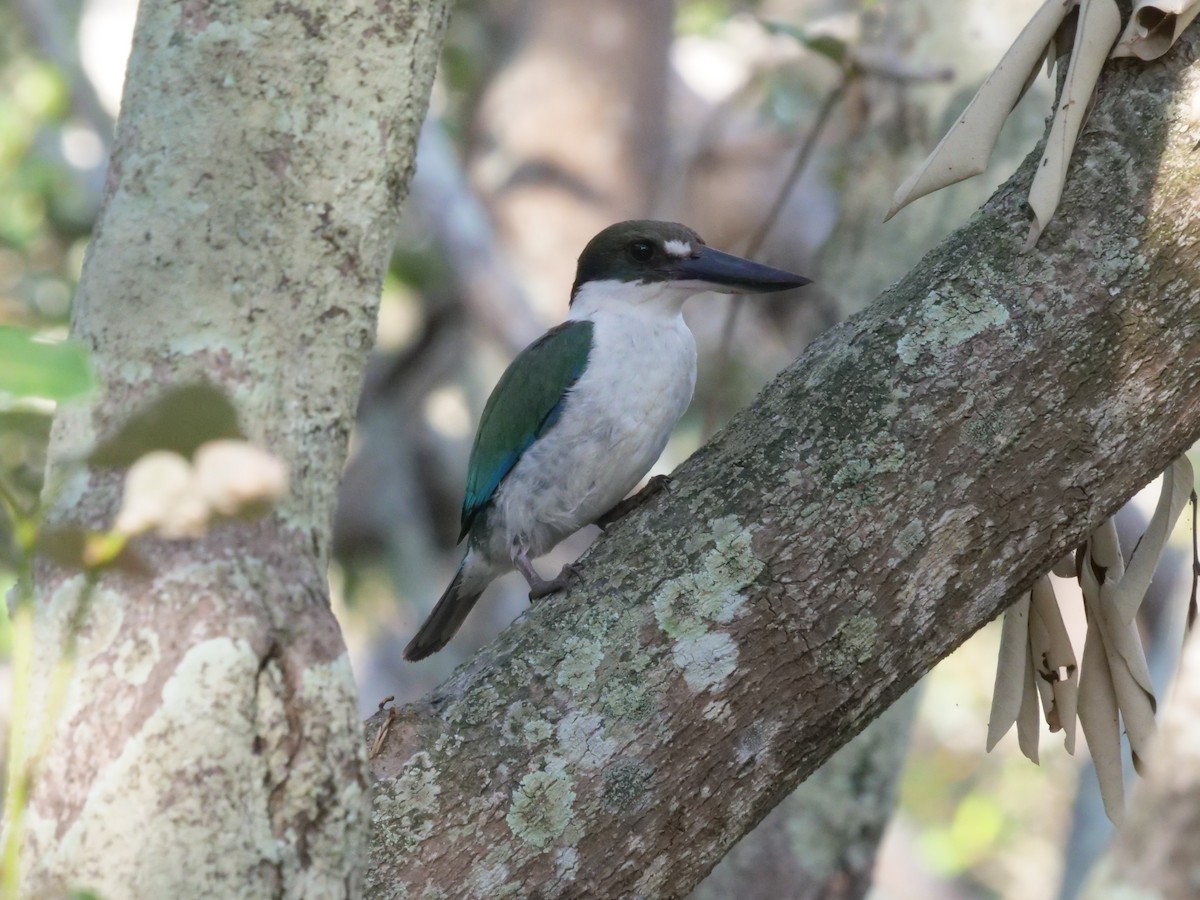 Torresian Kingfisher - ML646630606