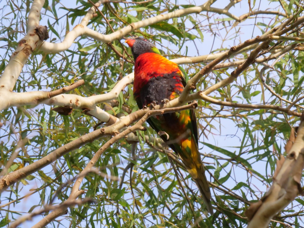 Rainbow Lorikeet - ML646630608