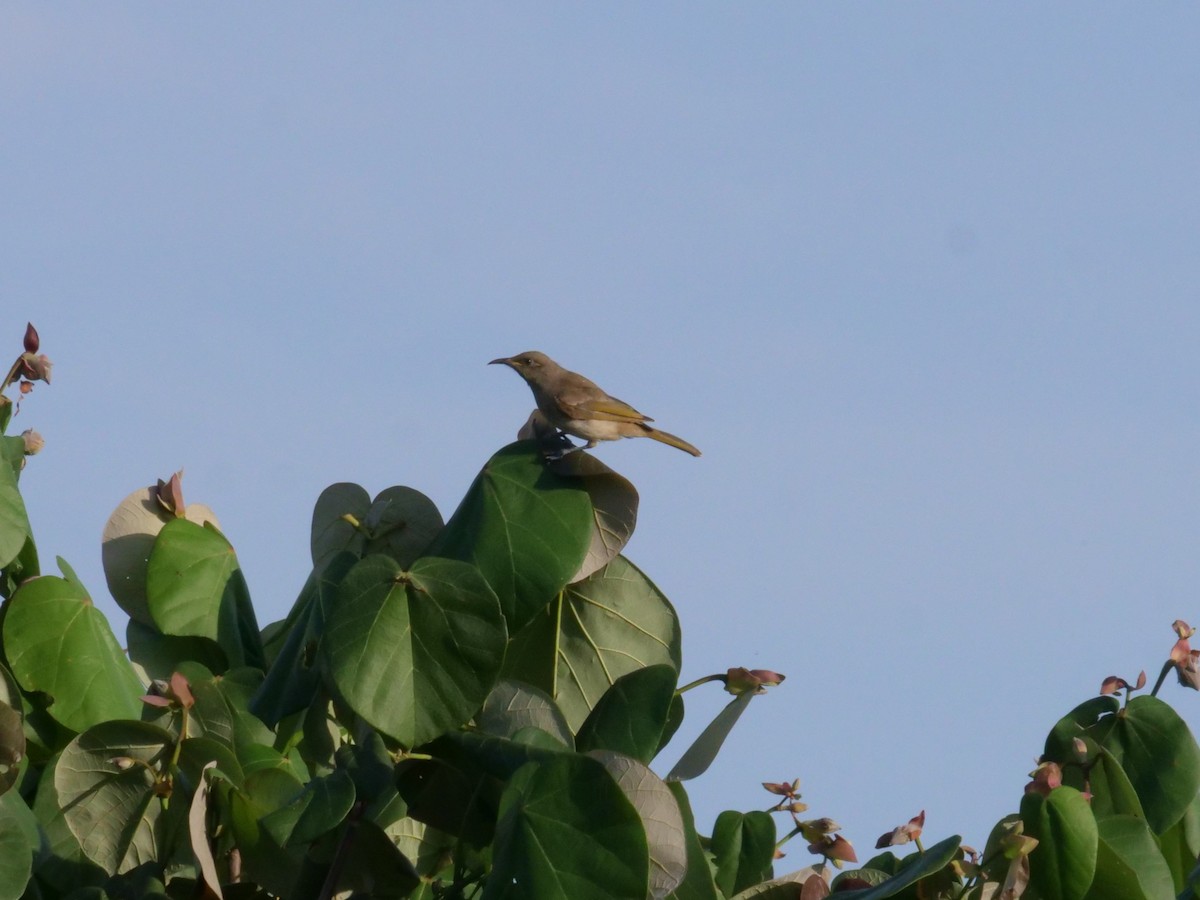 Brown Honeyeater - ML646630611