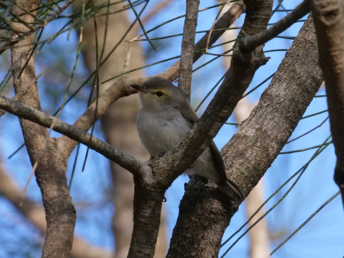 Mangrove Gerygone - ML646630612