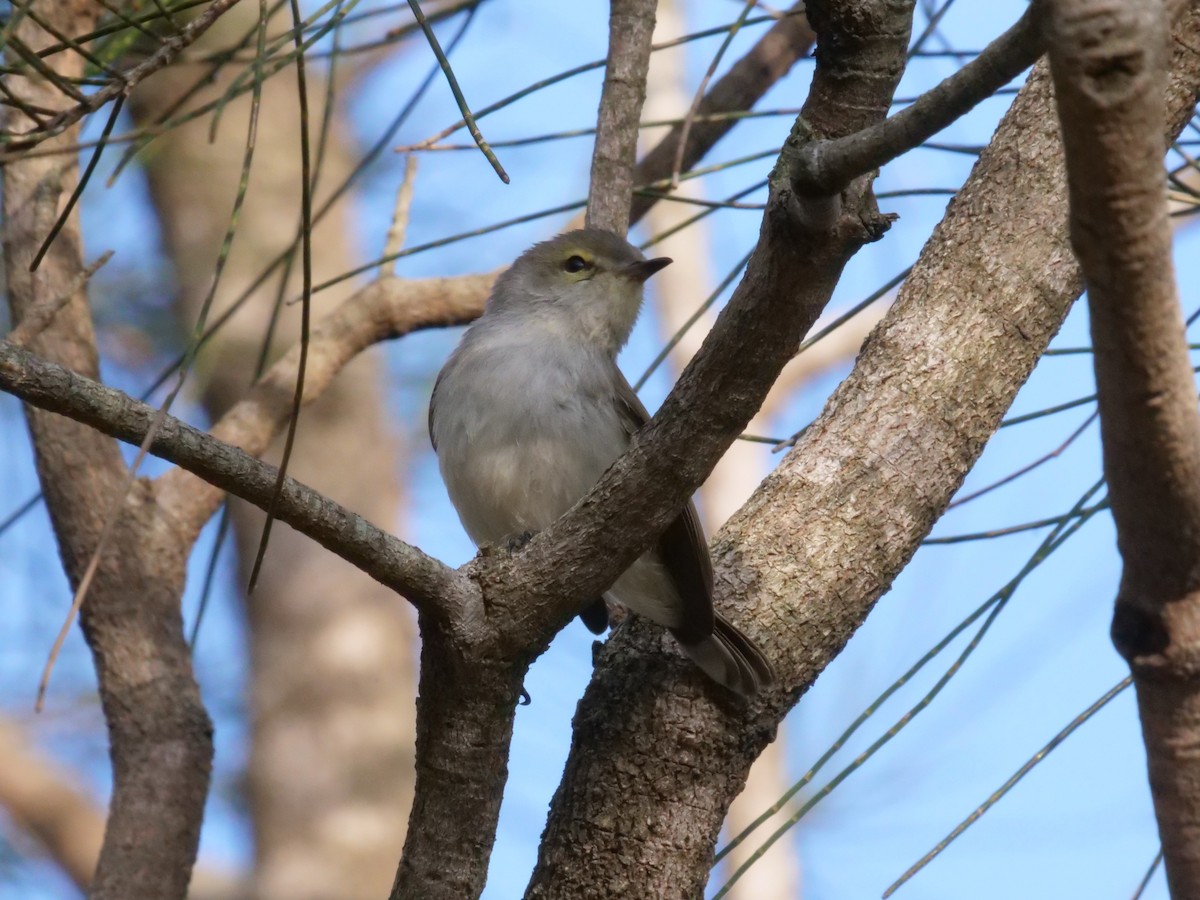 Mangrove Gerygone - ML646630613