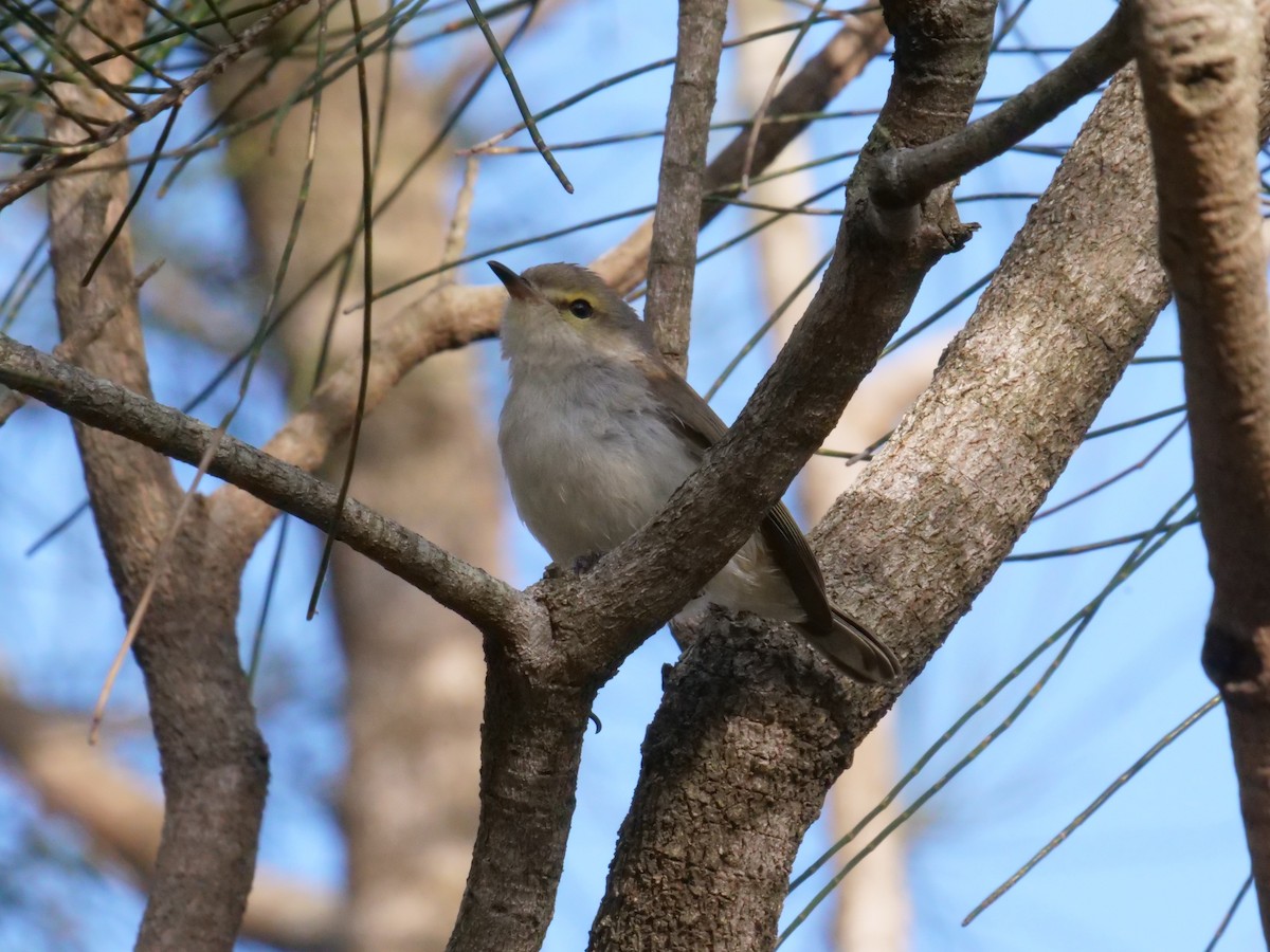 Mangrove Gerygone - ML646630614