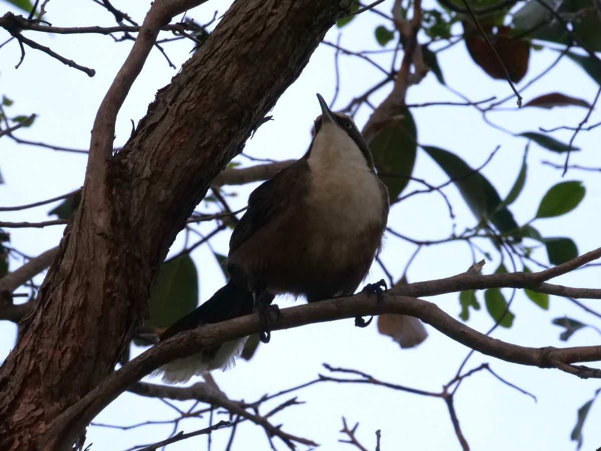 Gray-crowned Babbler - ML646630615