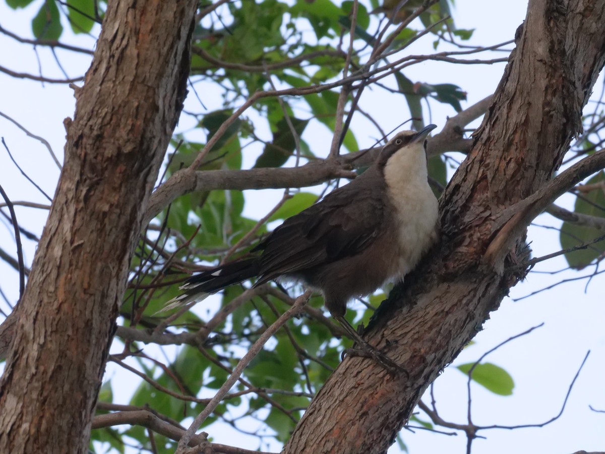 Gray-crowned Babbler - ML646630617