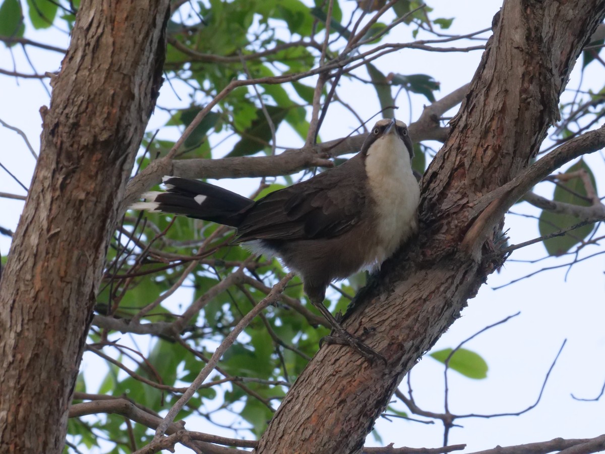 Gray-crowned Babbler - ML646630618