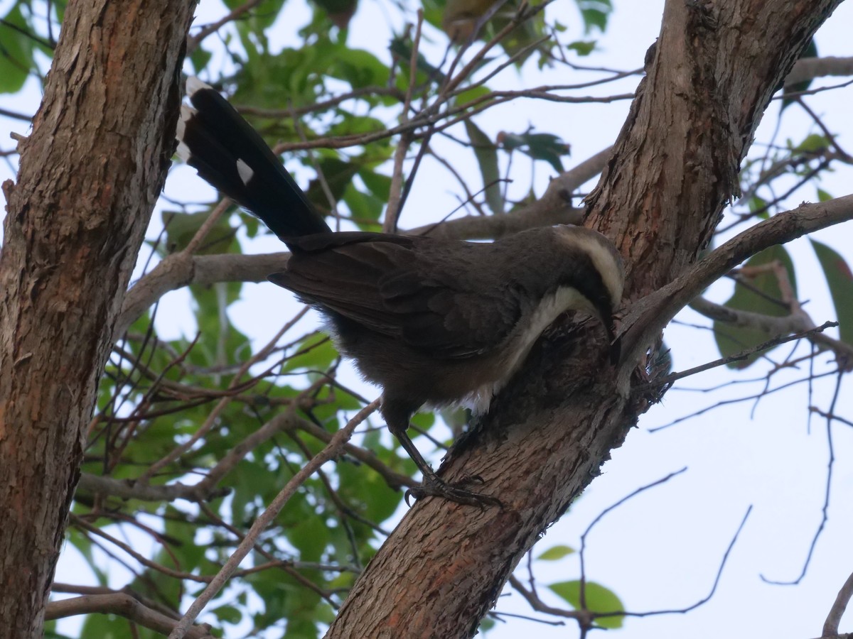 Gray-crowned Babbler - ML646630619