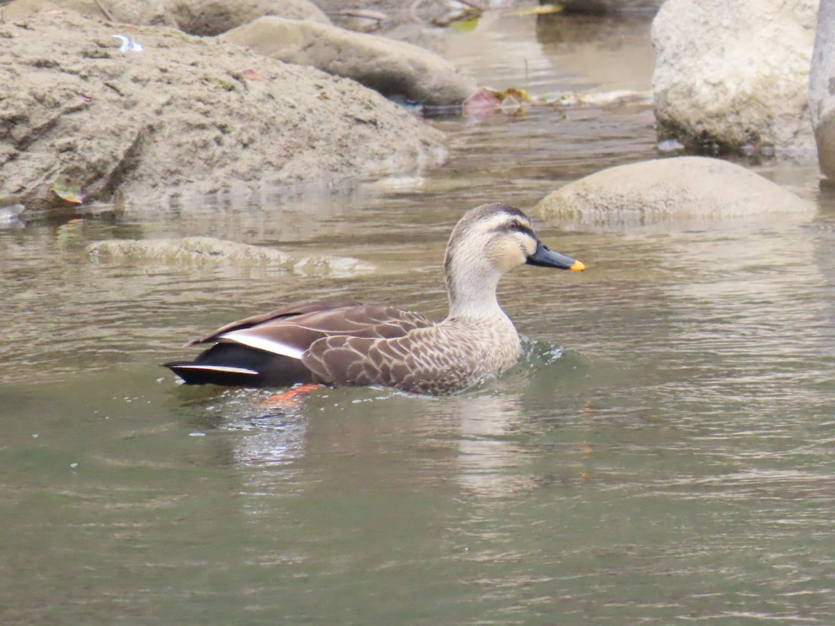 Eastern Spot-billed Duck - ML646630620